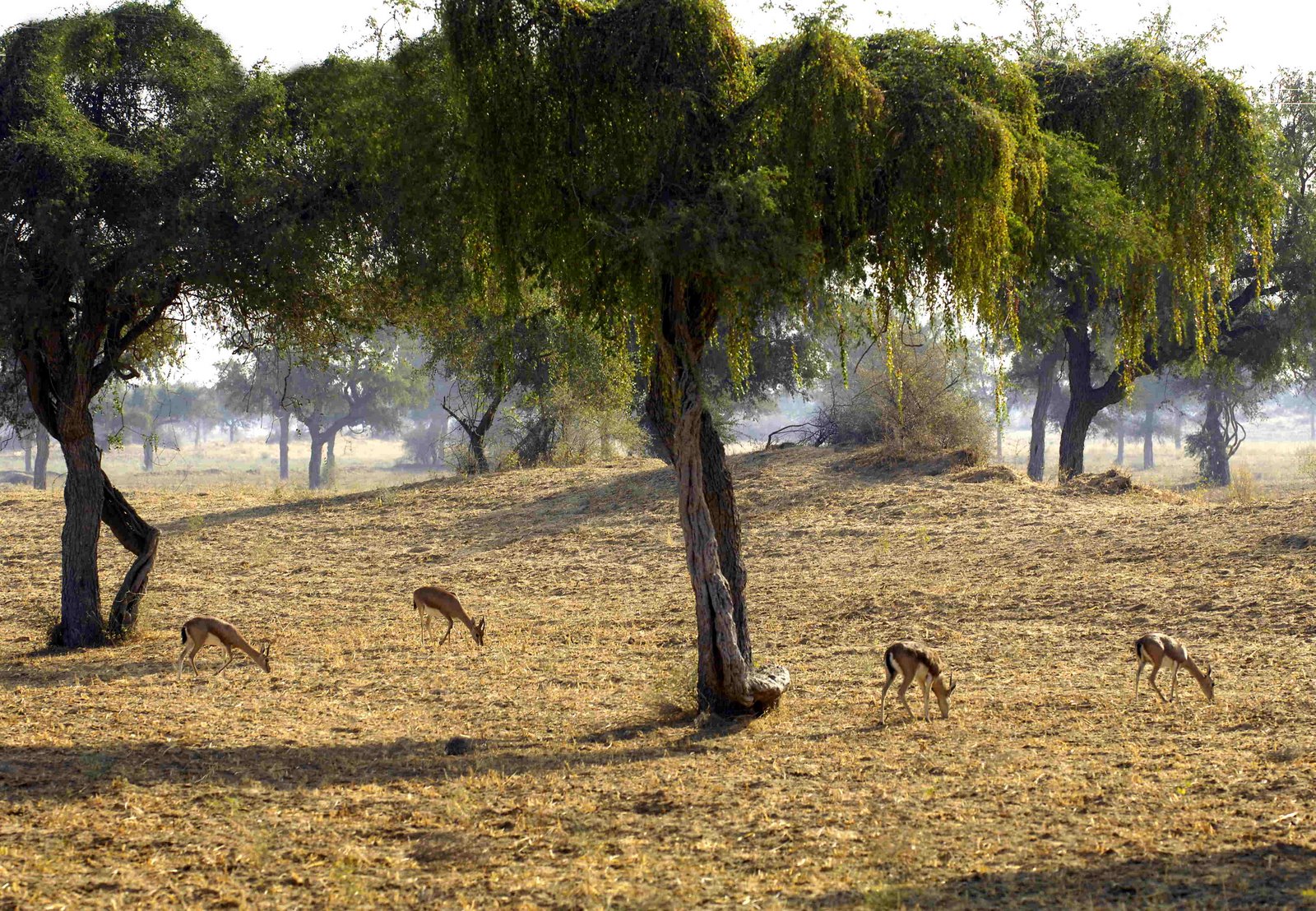 [deer+grazing.JPG]