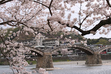 Cherry Blossoms at Kintai