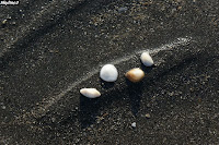 砂浜　貝殻