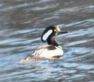 [HoodedMerganser.jpg]