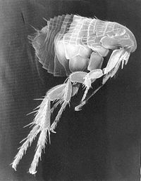 [200px-Scanning_Electron_Micrograph_of_a_Flea.jpg]