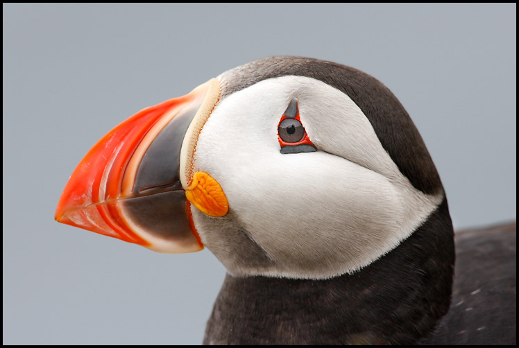 [AtlanticPuffin4.jpg]