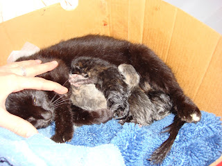Newborn+kitten+poop