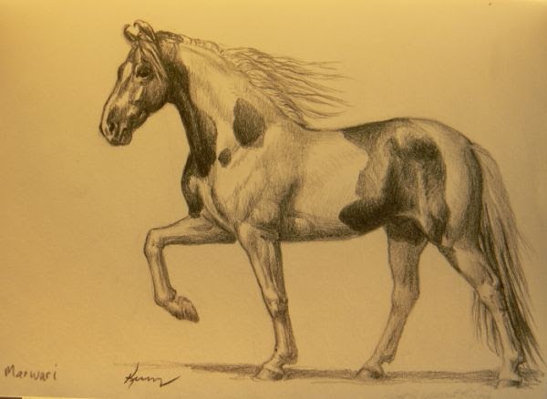 KerryOriginals Gallery: Sketchbook - Marwari Horse