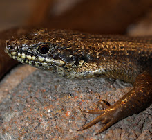 Egernia Mcphee