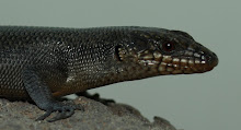 Egernia saxatilis