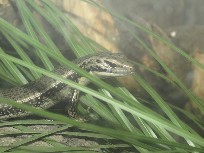 Eulamprus heatwolei ( yellow bellied water skink)