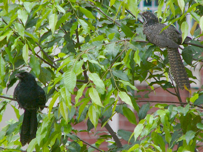 The Mysterious Squawk Couple