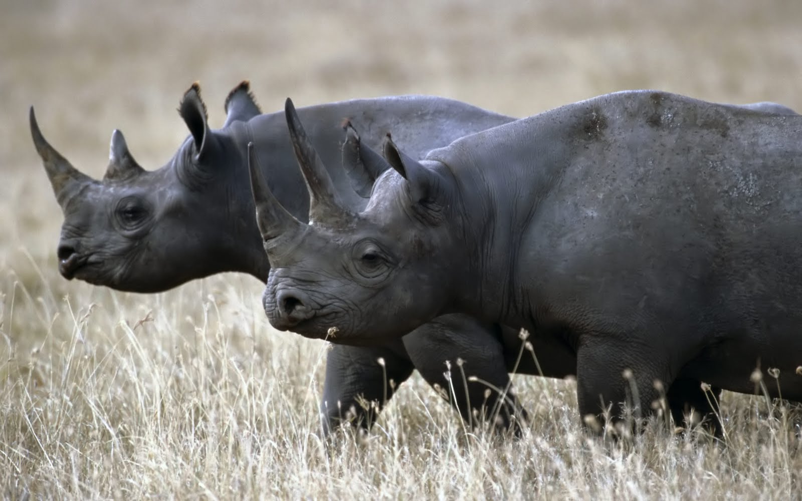 http://4.bp.blogspot.com/_Y8dVgrlzuG0/S-nx0n4aU5I/AAAAAAAAH0E/-1G78X4K1wI/s1600/animals%2B8.jpg