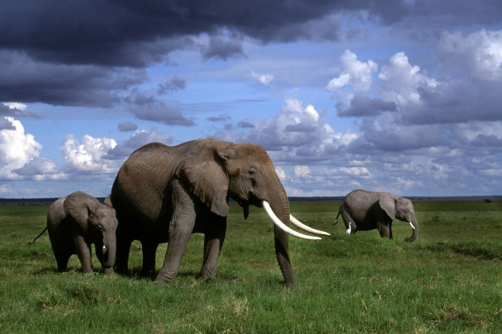 Elephant wallpaper. Labels: African Animals Elephant wallpaper. Labels: African Animals