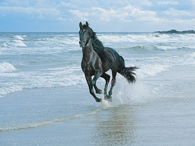 Awesome black horse running on