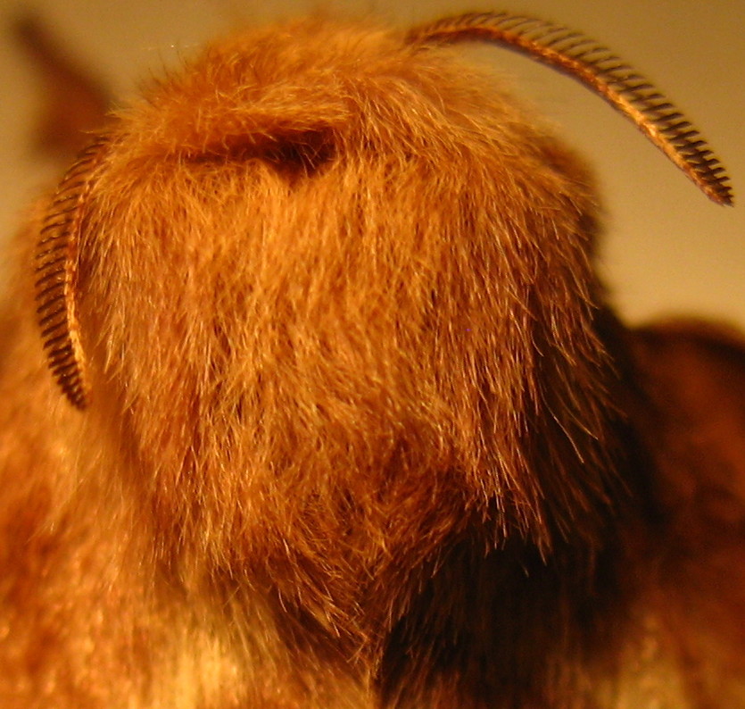 Brown Creature