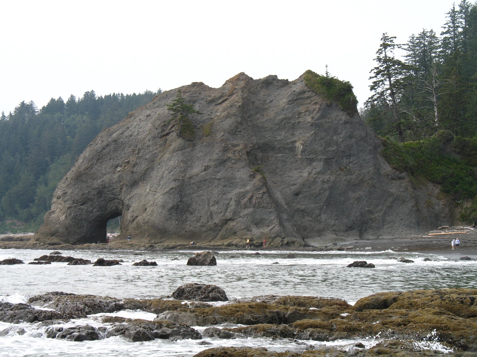 Kind of Curious Tide Pools at Rialto Beach