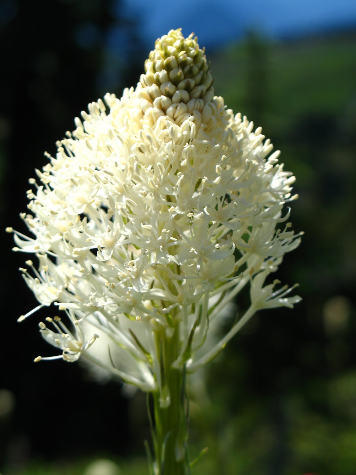 Kind of Curious Mt. Rainier Wildflowers
