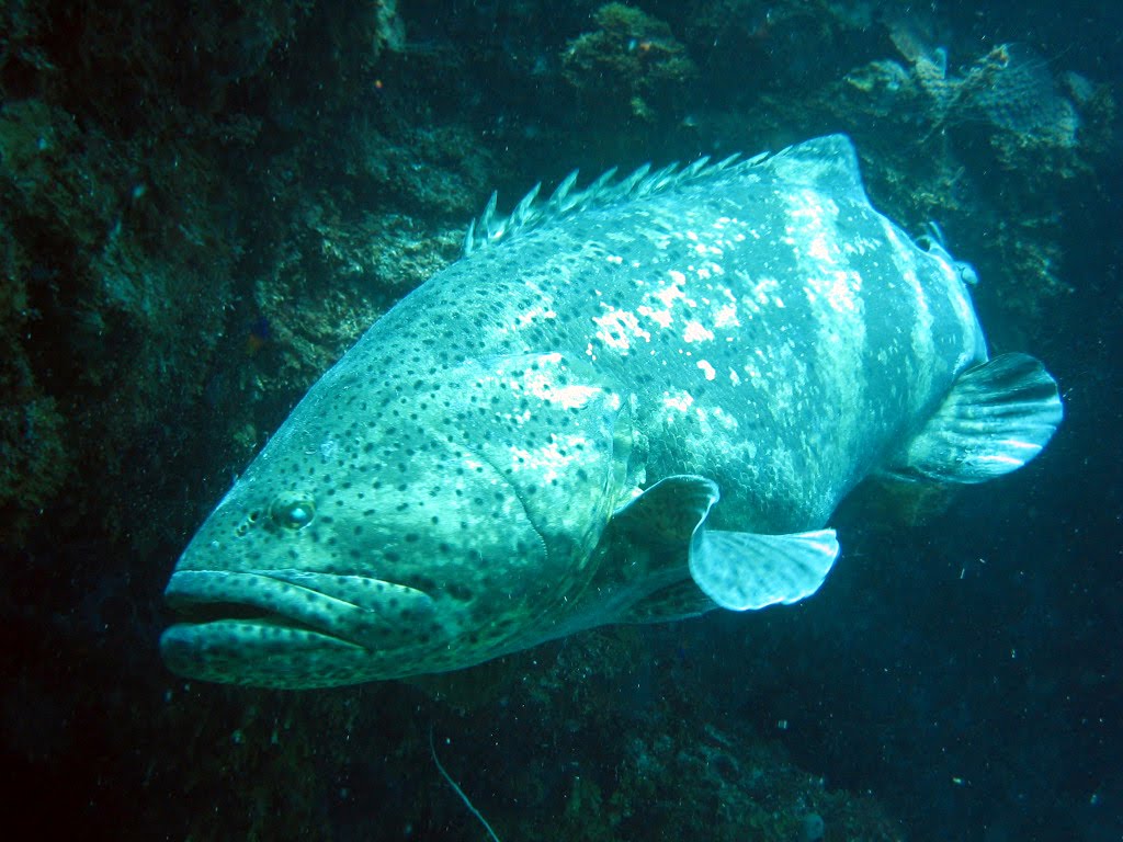 [Goliath-Grouper-01.jpg]
