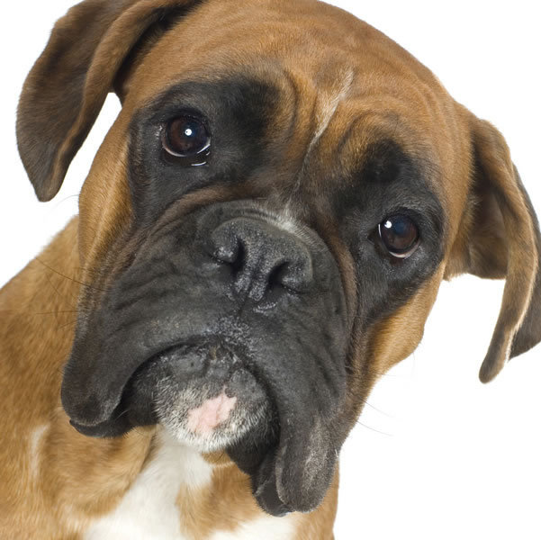 [Boxer-1-picture.jpg]