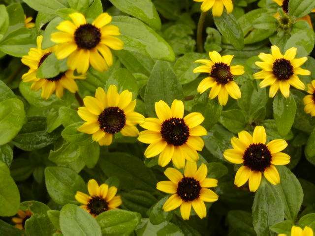 [Sanvitalia_procumbens.jpg]