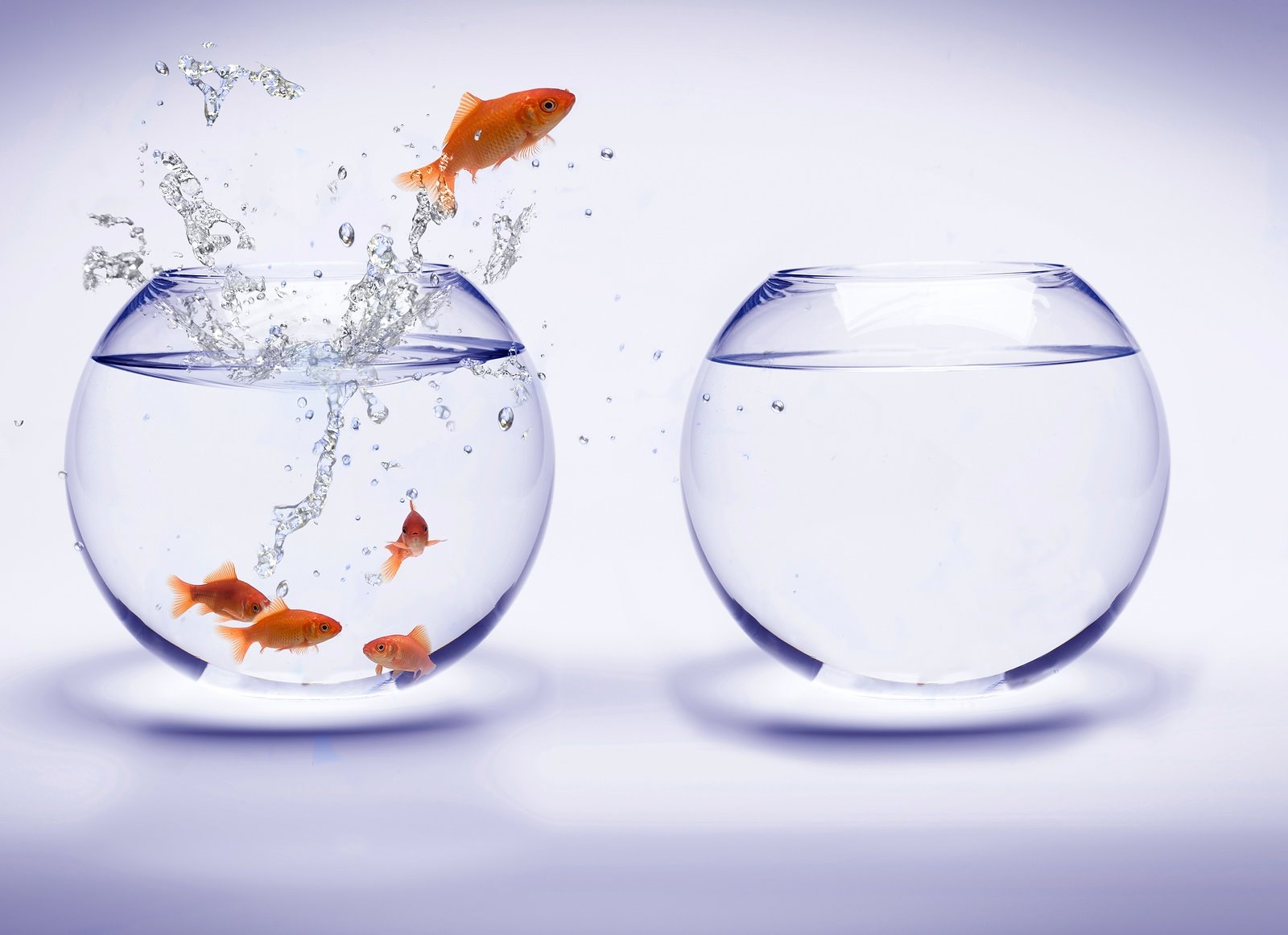 [Goldfish_Jump_Over_An_Aquarium_56269-full.jpg]