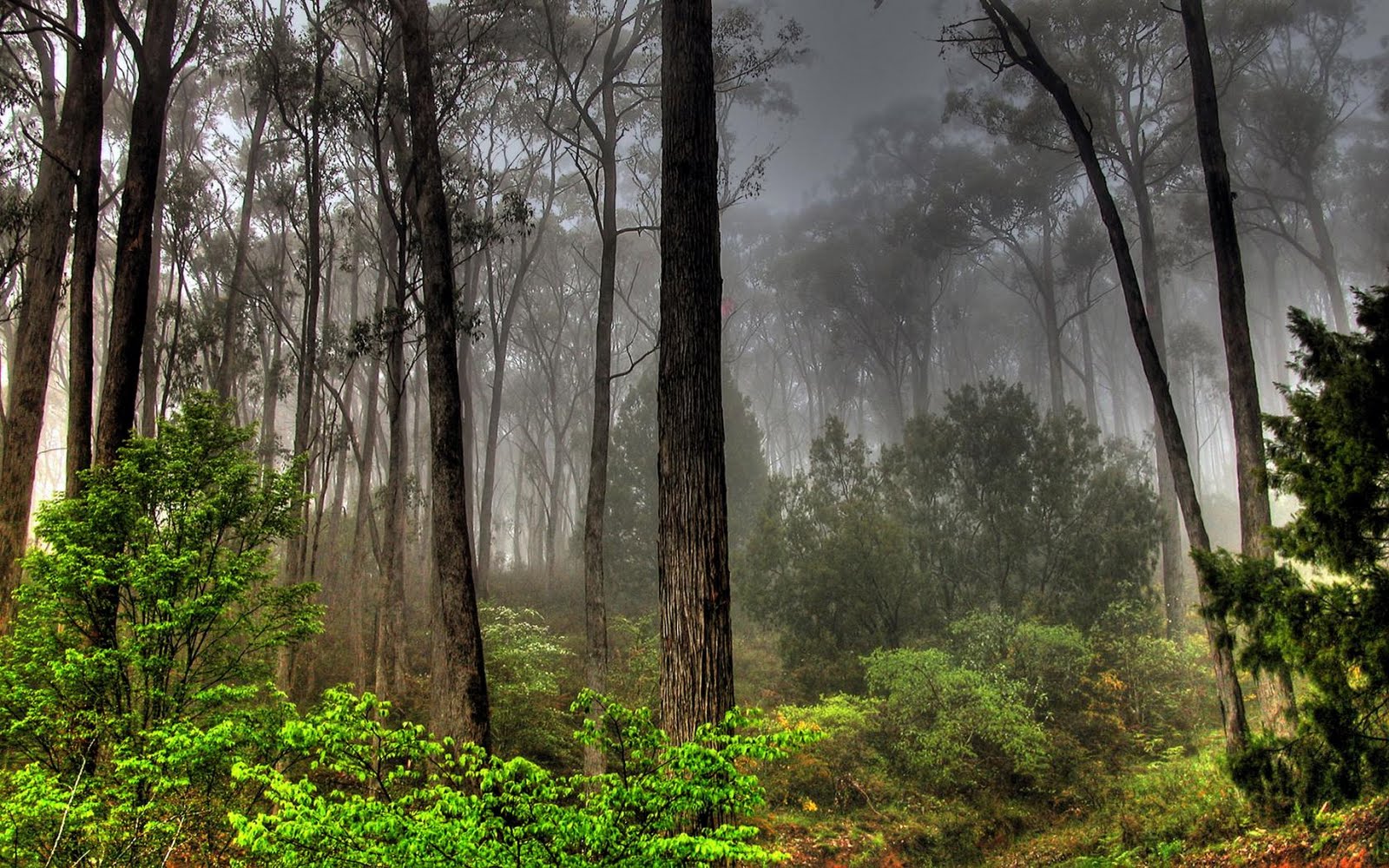 [Widescreen_Forest_004692_.jpg]