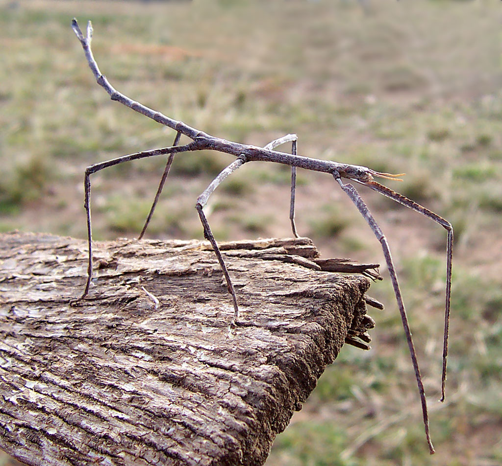 [Ctenomorpha_chronus.jpg]