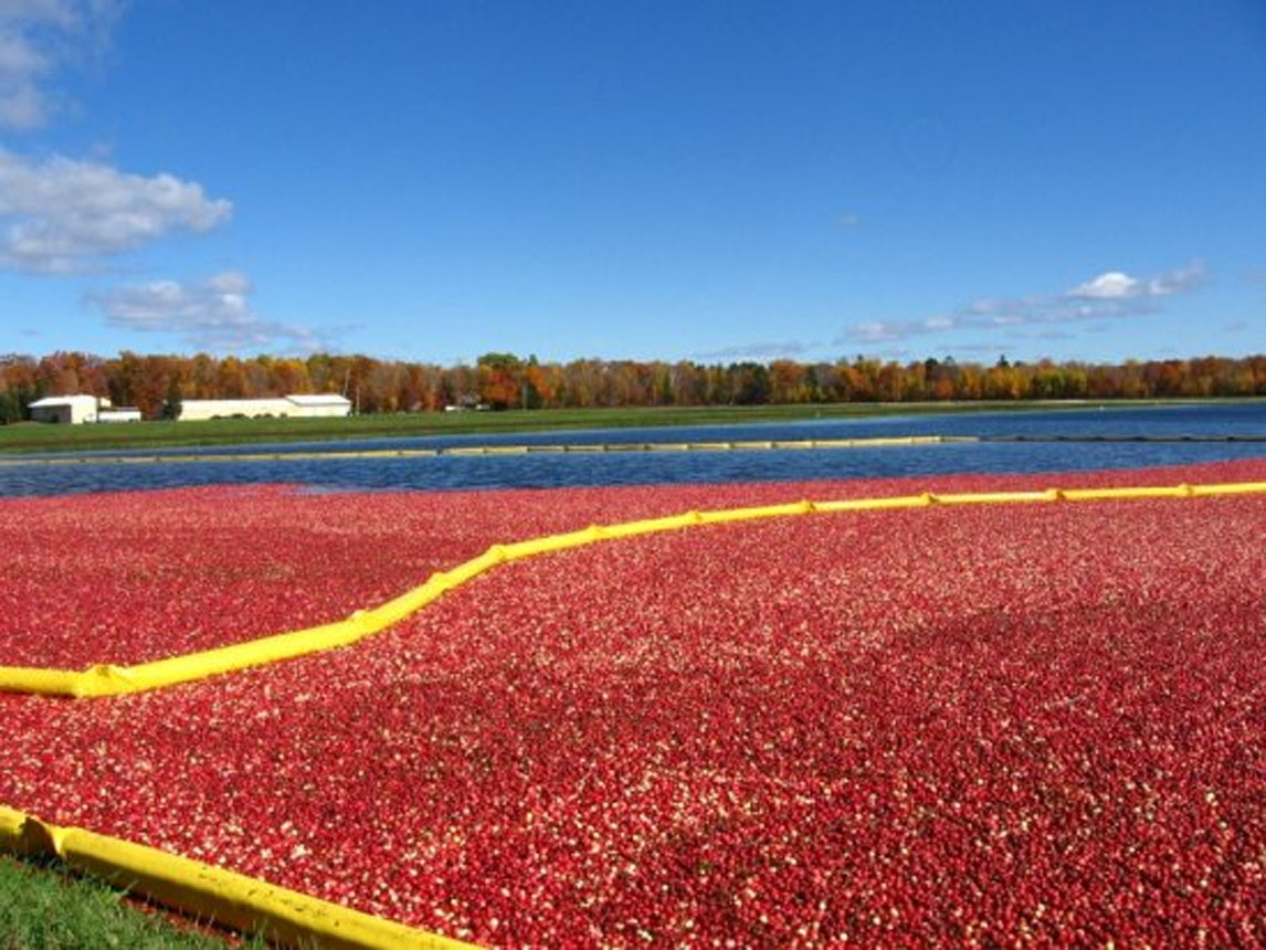 [Cranberry+bog+at+Manitowish+Waters.jpg]