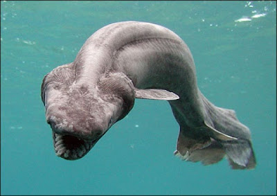 los animales mas raros del mundo o.o Tiburon+prehistorico
