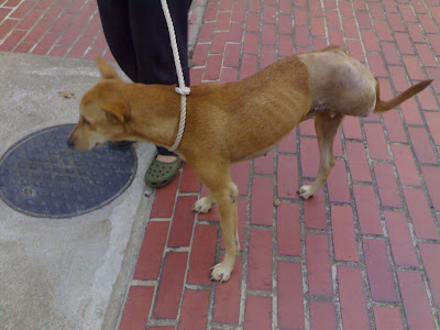 Bobo Dog