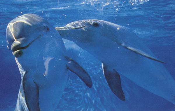 Dolphin Love Dolphin Love