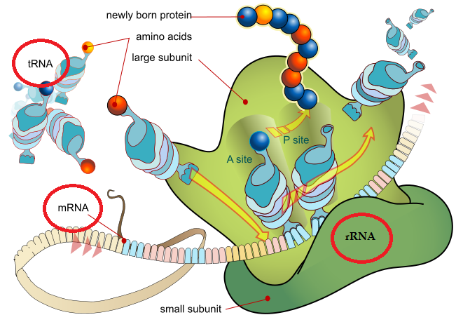 Rna Types