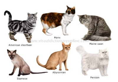 These cats are cat breeds