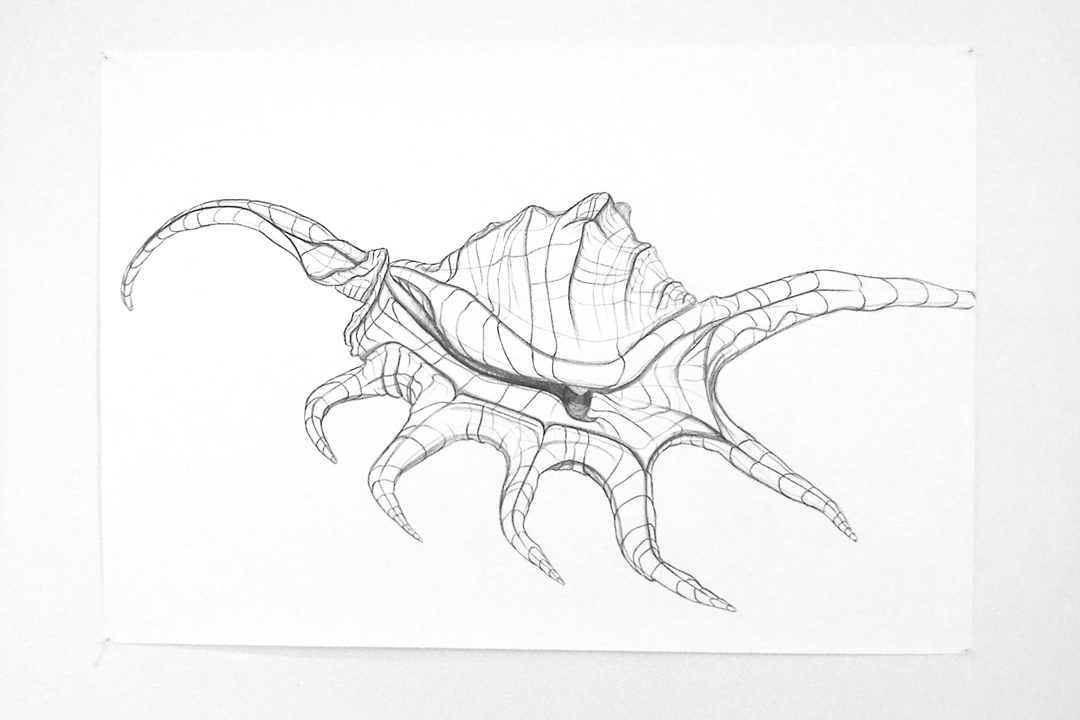 Contour Line Drawing Shell : Solliedesign the posting in gallery