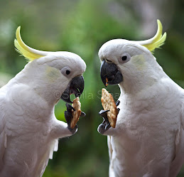 Pair of cockatoos