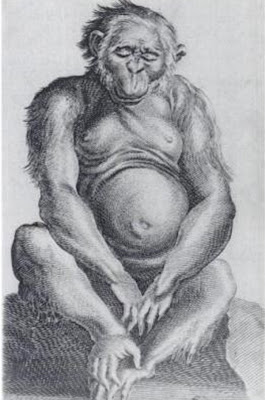 Dr Tulp, Medicarum Libri  Tres, Homo Sylvestris Orangutangus,1641