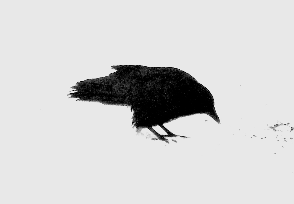 Crow Snow