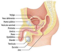 ZONA EROGENAS DEL HOMBRE zona erogenas del hombre: