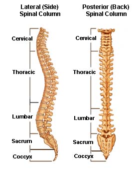 [anatomy+of+spine.jpg]