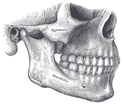 Realtionship between the maxilla and the mandible