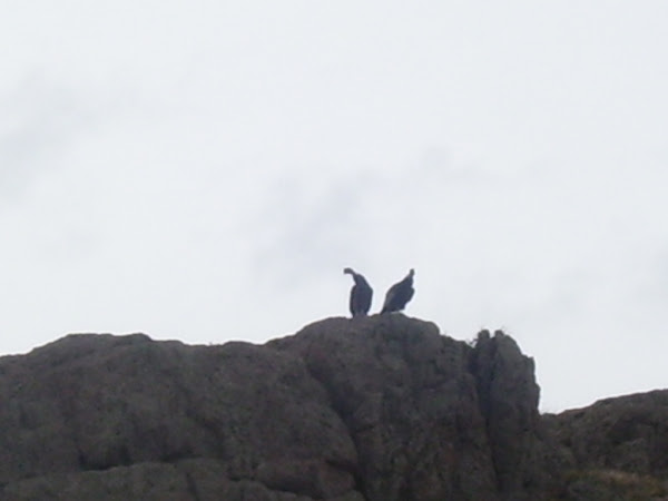 PCCA (proyecto conservación condor andino)