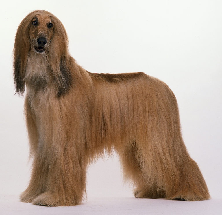 Long Hair Dog Free Hairstyles
