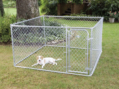 Dog Fences 