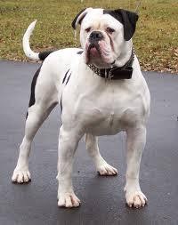 painter american bulldog kennels