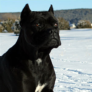 Albino Cane Corso