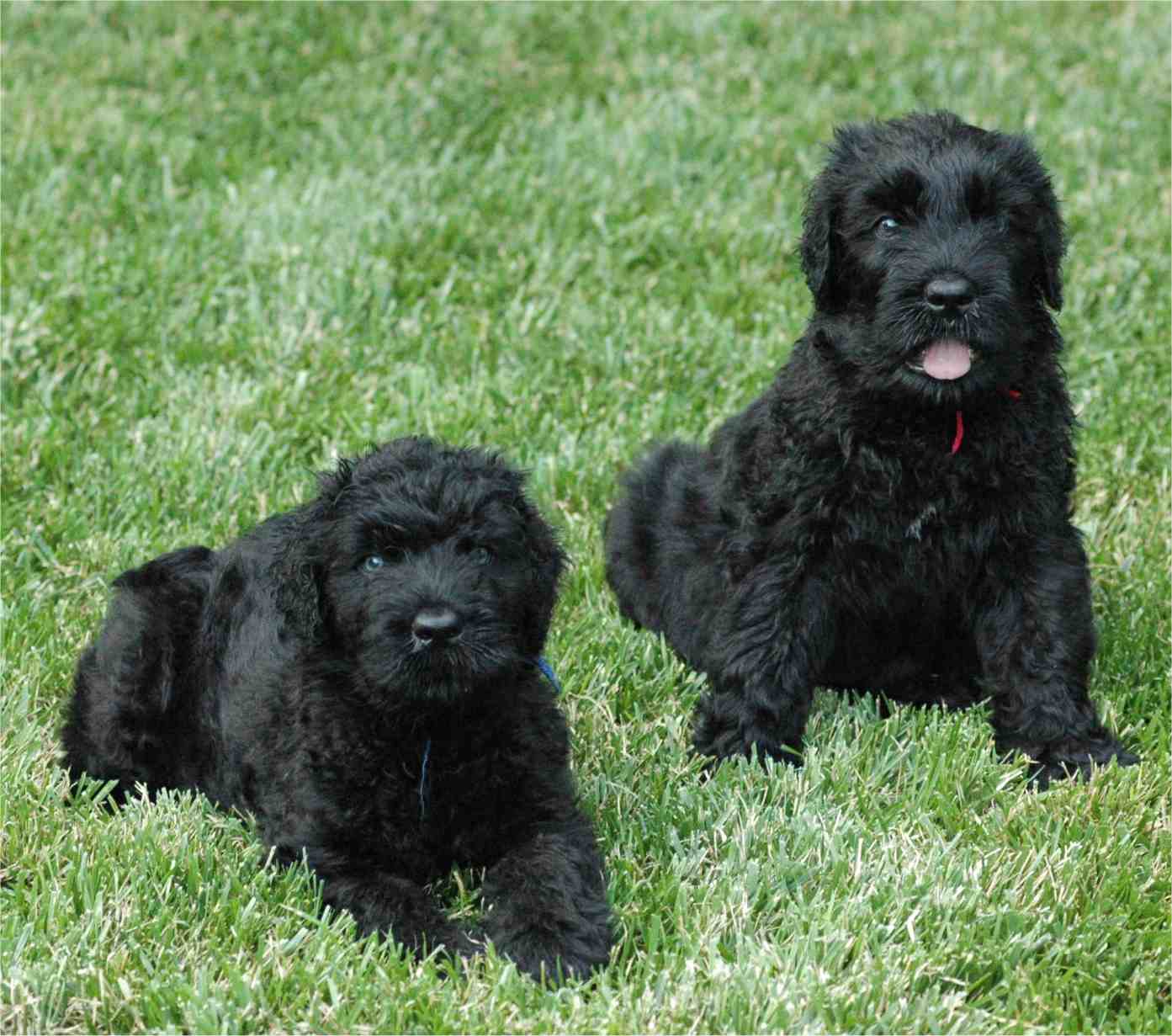 Pets Black Russian Terrier