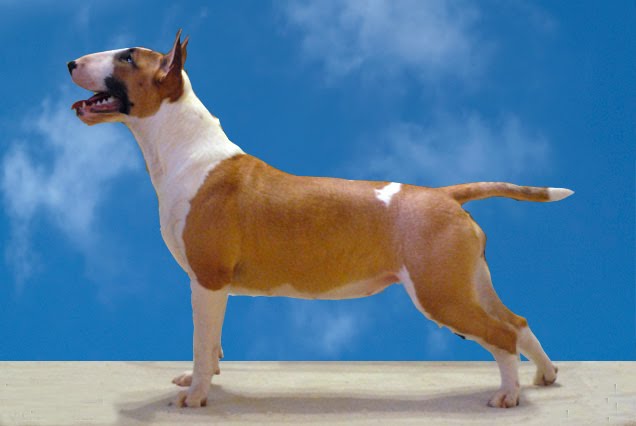 All Breed Dog Shows California All Breed Dog Shows California