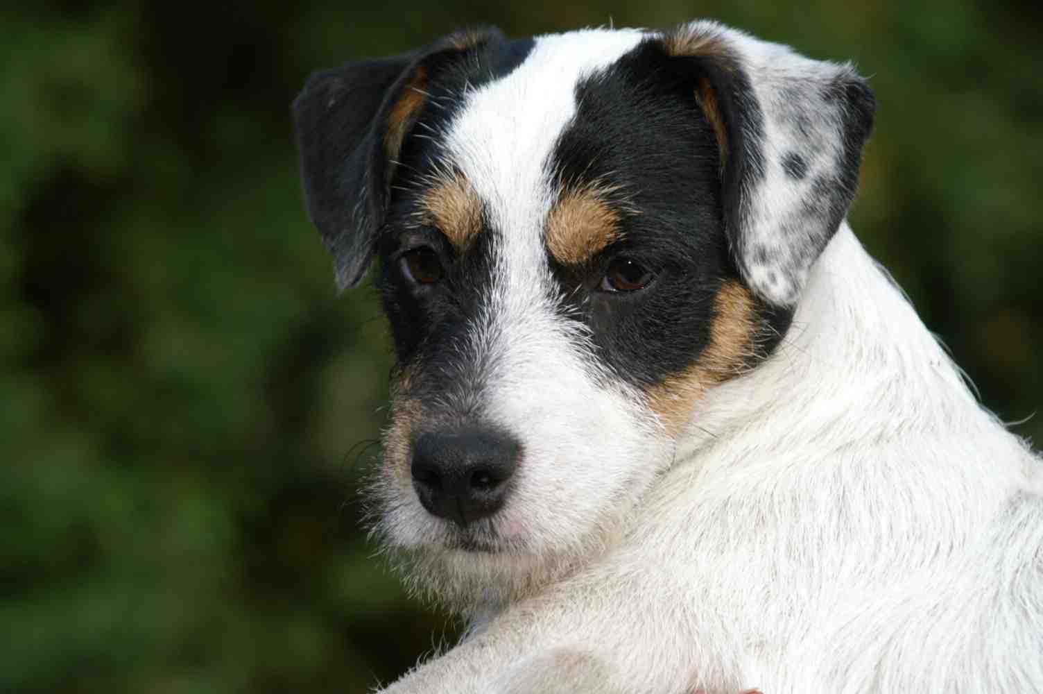 Jack Russell Terrier Jack Russell Terrier