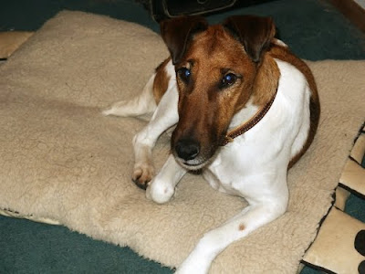 Smooth Fox Terrier