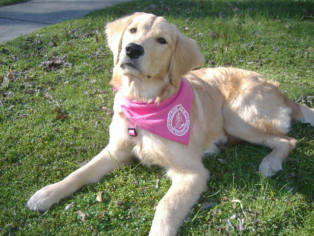 This is where dog therapy