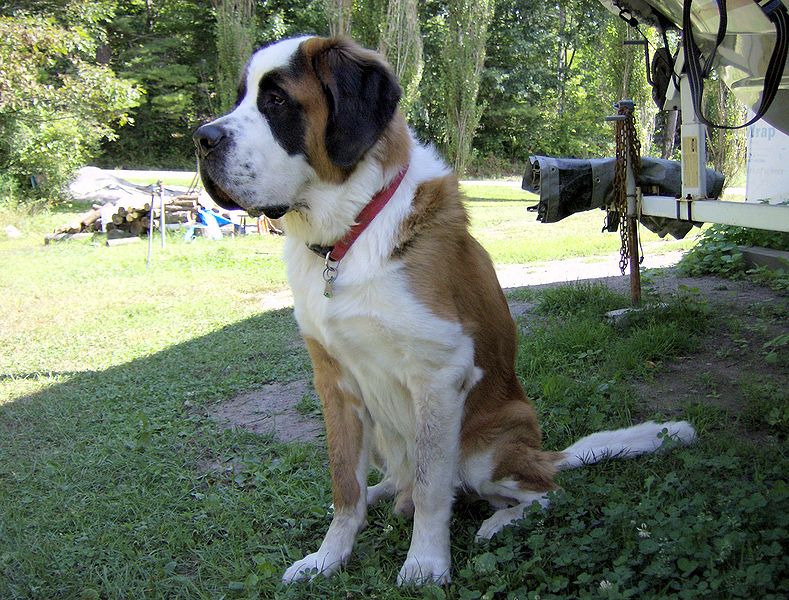 Pictures Of Dogs And All About Dog Saint Bernard