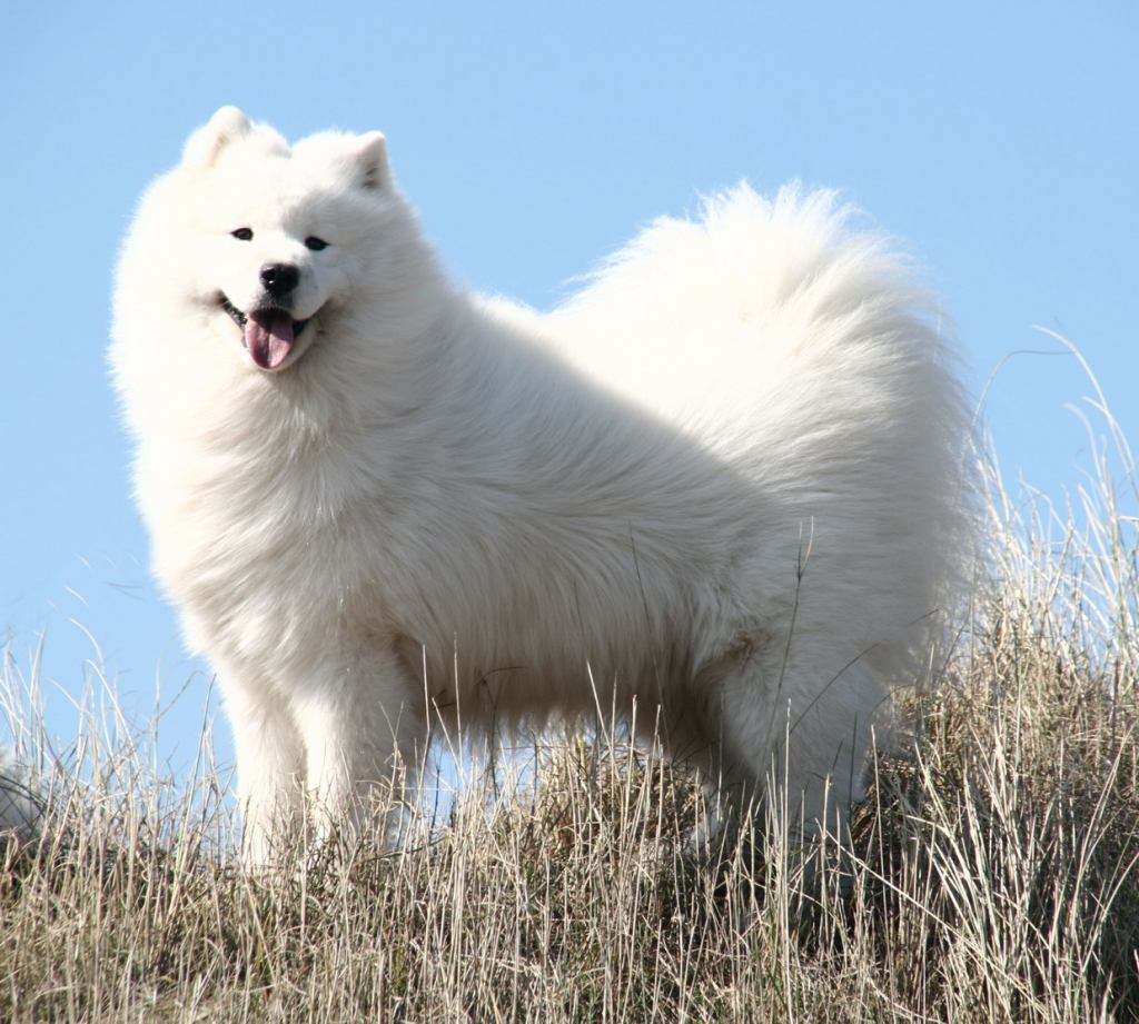 Samoyed:Pictures of Dogs and All About Dog