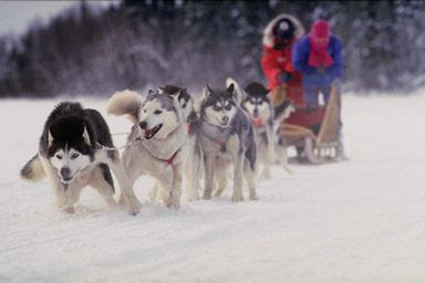 The Nordic Sled Dog